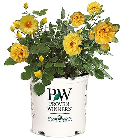 Proven Winners 2 Gal. Rise Up Ringo Climbing Rose Shrub