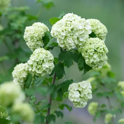 Semillas de hortensia bola nieve, jardín arbustos decoración invernaderos balcón arbustos en resistentes cobertura del suelo jardín regalos 20pcs