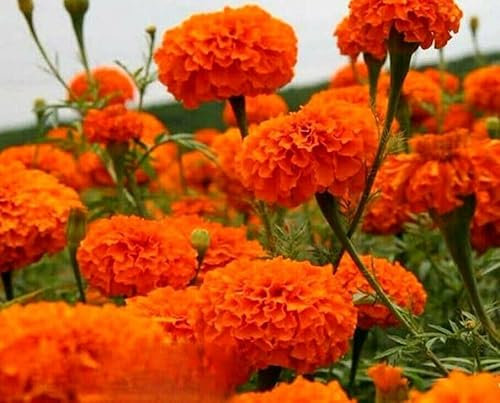 African Marigold 'Sierra Orange' - 300 Seeds (Tagetes erecta) + Plant tag + Freebie