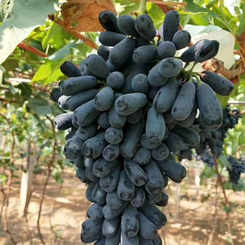 Rizomi d'uva,resistenti,uva a tavoletta,acquista viti,rare,Decorazioni da giardino,Gratis e fragrante,Rizomi d'uva coltivazione,Piantare la vite.-1knolle-I