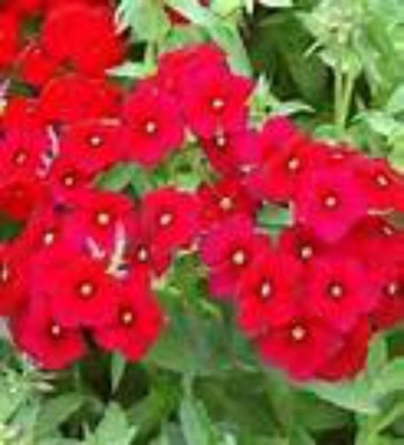 Seeds Phlox - Red Drummond 30 seeds! Combined s/h! Very nice and hardy!