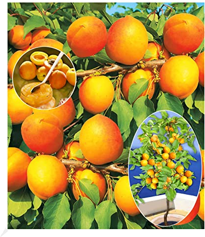 BALDUR Garten Aprikosen 'Compacta Super Compact®', 1 Pflanze, Aprikosenbaum, Prunus armenica, winterhart, mehrjährig, reiche Ernte an essbaren Früchten, selbstfruchtend, Obst-Rarität