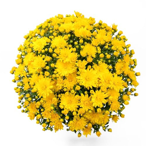 Chrysanthemum plug plants 'Brancrown'. 4 x Medium Plug Plants. Perennial bright yellow daisy flowers for cutting gardens. Garden mums. Available from Bedwen Plants