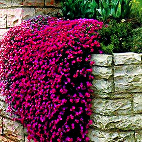 Graines De Fleurs De Cresson De Roche Fraîches Pour La Plantation Rouge Paquet De 100 Graines