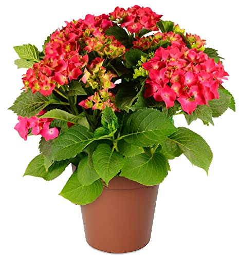 Hydrangea Garden Shrub Collection | Deciduous Vibrant Potted Plants | 30-50cm (Red)