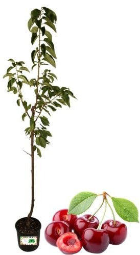P. Piantine da Orto | Ciliegio Lapins Autofertile, Pianta in Vaso Diametro 22 cm, Pianta da Frutto in Vaso, Pianta Vera da Esterno, Giardino o Vaso in Terrazza, Vivaio Italiano