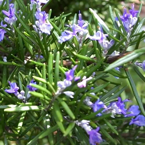 semi di rosmarino biologico - rosmarinus - selvatiche, giardino tappezzanti di rosmarino appesi da cucina, rare 400pcs