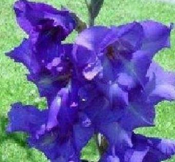 Graines de fleurs Kalash Gladioli pour jardin, bleu, pacchetto da 10