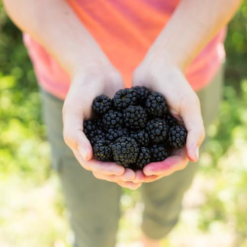 Blackberry 'Apache' - Thornless Erect Variety with Large Glossy Berries, Sweet and Juicy, Self-Fertile, 1X 2 Litre by Thompson and Morgan