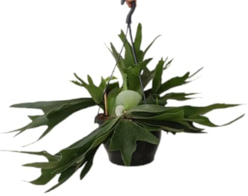 Planta natural de interior Platycerium bifurcatum, altura de 21 cm. Helecho cuerno de arce, frondas ramificadas y porte ornamental colgante. Segura Garden.