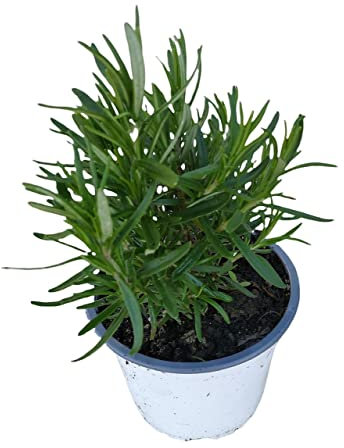 DECOALIVE Romero Planta Natural - Planta Viva - Planta Aromática