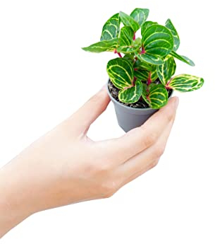 PLNTS - Baby Herbstii Iresine - Plantes d'intérieur - Decoration chambre - Accessoires de décoration intérieure - Pot 6cm - Hauteur 10cm