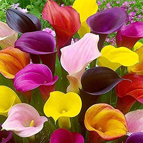 Della Miscela 6 Pcs Calla Lily Bulbi Entry-Level Varietà Fiore Decorazione Odore Fresco Balcone Terrazza Patio Piantare Fare Non Hanno Bisogno Di Molto Cura Adatto Per I Principianti