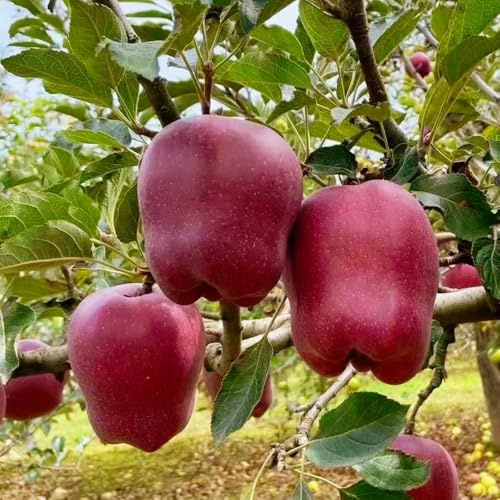 semillas de manzano-Maceta Bonsai,de jardín,de balcón resistentes.en maceta resistentes y resistentes a las frutas en columna.20pcs