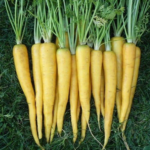 Heirloom Heritage Amarillo Carrot carottes Seeds Lemon Yellow Sweet Certified Organic Grower