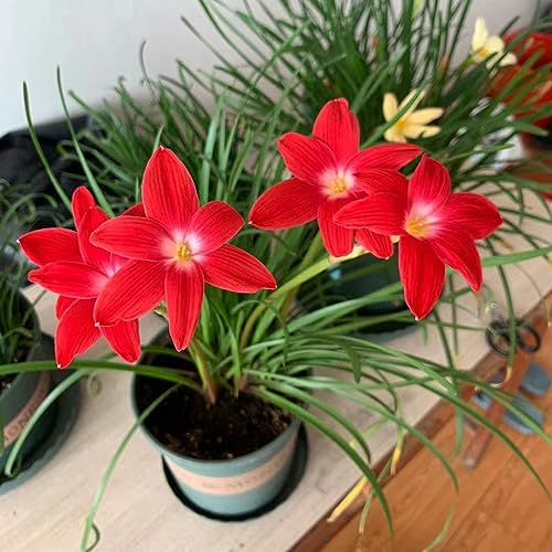 12 Pcs Zephyranthes Zwiebeln, Blumenzwiebel Bodendecker Winterhart, Zephyranthes Candida, Blumenzwiebeln Frühblüher, Kletterpflanzen Für Schatten Blumen Geschenk Seltene Pflanzen,