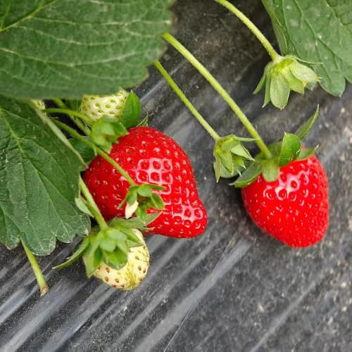 erdbeeren deko samen säulenobst balkon deko obst samen winterharte stauden mehrjährig erdbeersamen spalierobst bonsai topf winterfeste pflanzen für garten erdbeeren pflanzen samen 500pcs