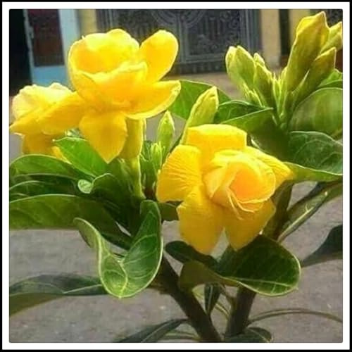 Bulbo rosa del desierto.Flores perennes resistentes.Adenium obesum planta.A granel.Rosa del desierto planta natural.（NVNJHJN）.-1 bulbos-C