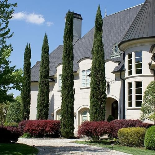 Brighter Blooms - Italian Cypress Tree, 5-6 ft. - No Shipping to AK, AZ, HI