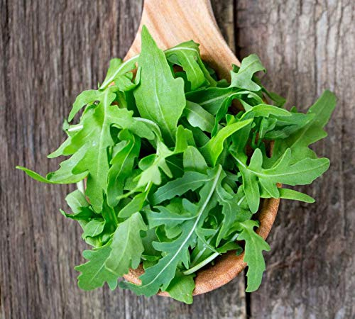 Prademir – Rucola Samen mehrjährig zur Anzucht von Rucola Pflanzen – 250x Rucolasamen mit hoher Keimrate für Garten, Balkonkasten & Gemüsebeet – handverlesen aus Portugal – 100% Natursamen ohne Chemie