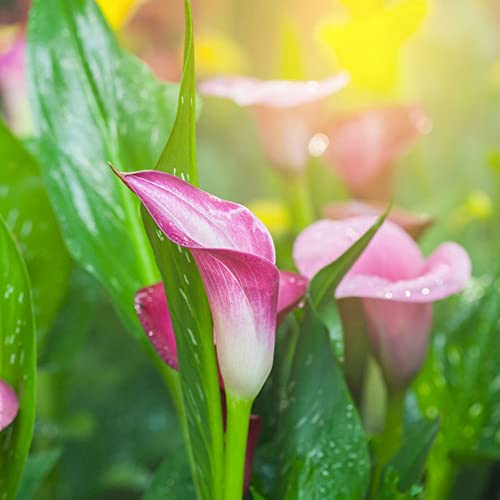 Calla Zwiebeln Blumenzwiebeln MehrjäHrig Winterhart Balkonpflanzen Calla Lily Winterharte KüBelpflanzen Gartendeko FüR DraußEn Balkon Blumen Exotische Pflanzen Gartenblumen 2 Blumenzwiebel Calla