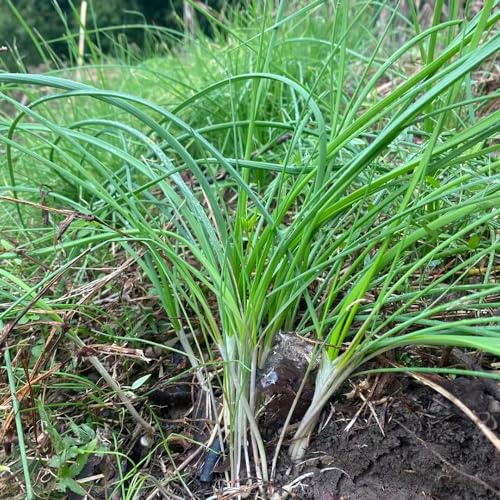 Aglio Orsino decorazione selvaggio semi di semi varietà tradizionali giardino 400pcs