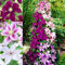 Clematis Tricilor Collection (3 piante), Mix di 3 varietà, 1 di ogni colore, Resistente e perenne, Perenni dall'Olanda (senza semi, bulbi e non artificiali), Colori bianco-rosso-rosa-viola
