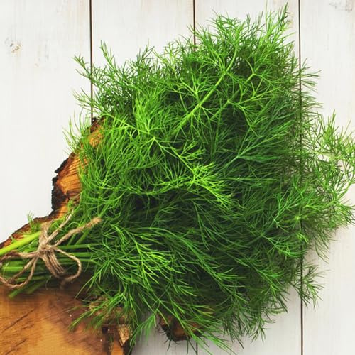 Semi di aneto biologici, Anethum graveolens - semi biologici esotiche resistenti per il giardino balcone con letto di da giardino 600pcs