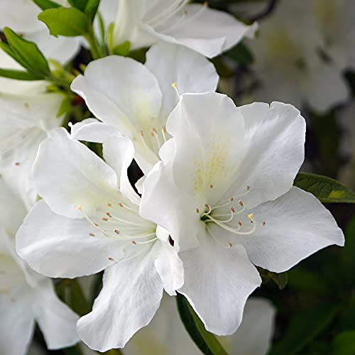YouGarden - Azalea 'Encore' in an 8cm Pot - Garden Ready Plants, Plant Out in Gardens - Supplied as 1 x Established Garden Ready Plant for Pots