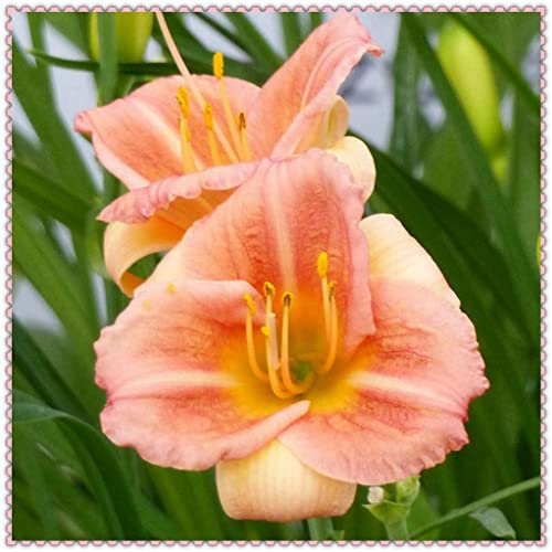 Hemerocallis Bulbi Daylily Bulbi di Hemerocallis Resistente Facile da Sopravvivere