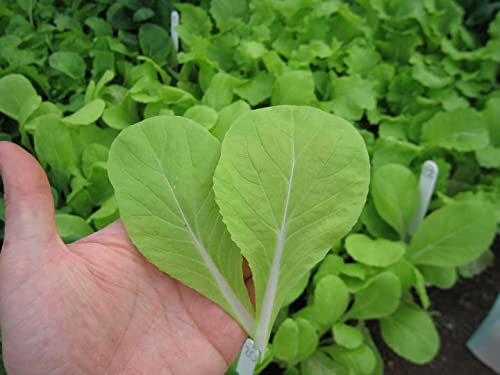 Viridis Hortus - Pak Choi, Golden Yellow F1 (Salad Babyleaf) (630) (1.5g) Vegetable Seeds (Superb as Babyleaf)