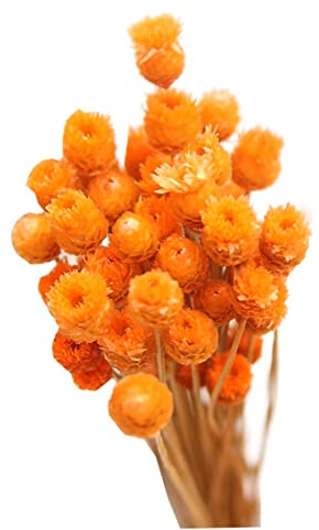 Flores secas Naturales, Ramo de Margaritas secas decoración de Flores Naturales en Mesa de jarrón Floral 50 Tallos Naranja