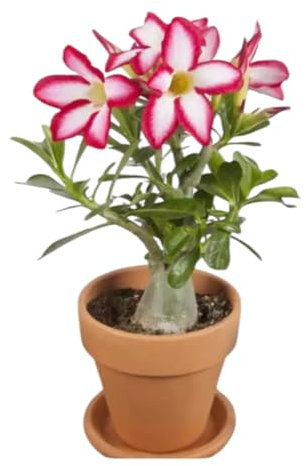 The Rare Desert Rose Plant (Adenium Obesum), 6cm Potted Flowering Shrub, Pink and Yellow Blooms, Indoor Plant