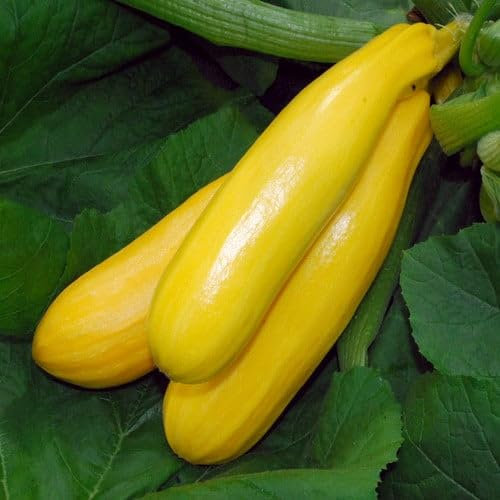 Plant World Seeds - Courgette Zucchini Gold Seeds (Courgette & Zucchini Seeds)