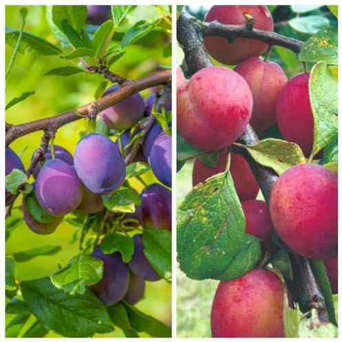 Plum (Prunus) Duo Plum Family Tree 2 Varieties Grafted for Maximum Yield Delicious Victoria & Reine Claude d'Althan Plums 1x 5 Litre Pot by Thompson and Morgan