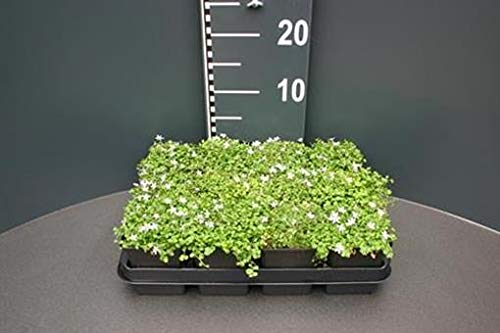 50 Blauer Bubikopf, Isotoma, Gaudich Bodendecker Rasen-Ersatz T9x9 trittfest, begehbar!r x