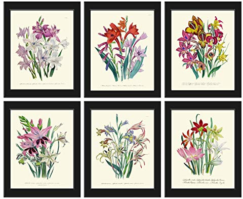 Botanical Gladiolus Flowers Wall Art Print Set of 6 Beautiful Antique White Pink Yellow Colorful Flowers Spring Summer Garden Home Room Wall Decor Unframed LOU LoveThePrint