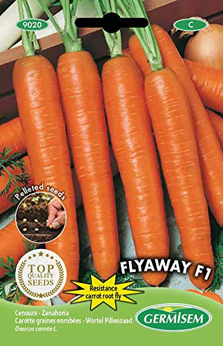 Germisem Carotte graines enrobées, résistant à la mouche de la carotte FLYAWAY F1