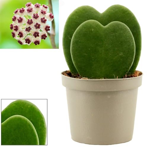 POWERS TO FLOWERS - HOYA CUORE KERRII DOPPIA, VASO DIAMETRO 9CM ALTEZZA TOTALE 10CM, pianta vera
