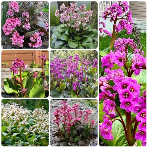 semillas de bergenia trepadoras resistentes, orgánicas de bergenia de perennes, decoración de otoño 60pcs
