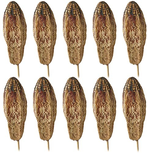 matches21 Zerdrachgewächse Mehogni am Stiel Naturdeko Dekozweige Herbst Trockenpflanzen getrocknet Natur 10 er Set