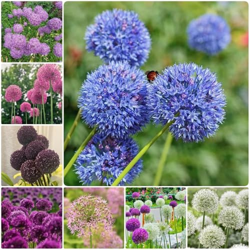 Semillas de Allium giganteum, silvestres Semillas de puerro gigante, semillas de regalos de jardín para mujeres 150pcs