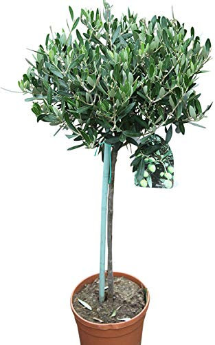 Olea Europaea- Olive Trees - Half Standards - Established Plants Approx 50cm Tall