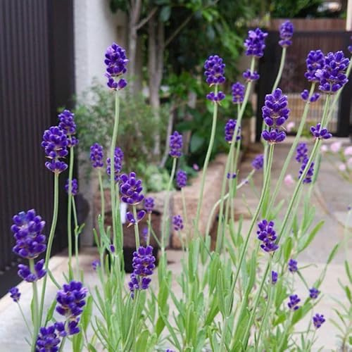semi di lavanda perenni - lavanda - perenni, aiuole rialzate, balcone veri resistenti alla lavanda, selvatiche, 150pcs