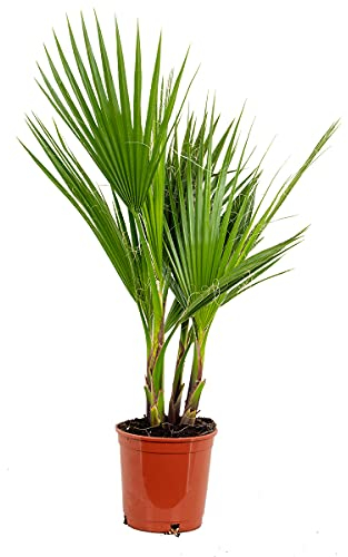 Bloomique - Washingtonia Robusta - Palmier éventail mexicain - Palmier rustique - Plantes de jardin - Hauteur 60-80 cm - Pot 17 cm
