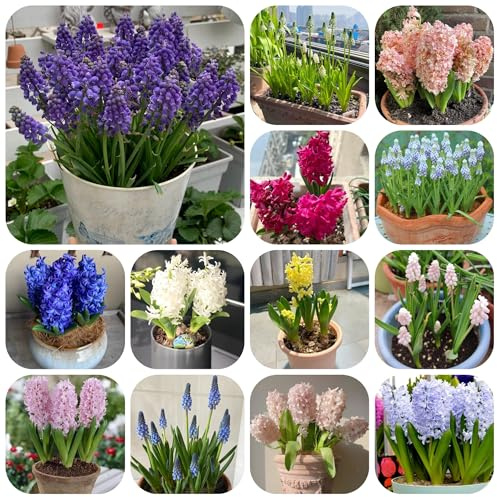 10bulbos de jacintos - jacintos - frescas, adornos de jardín para exterior decoración, silvestres de balcón