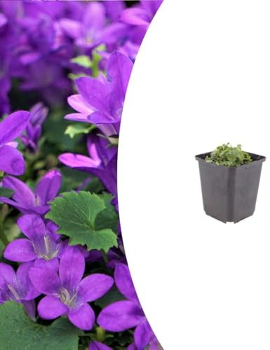 Campanula portenschlagiana | 48 pièces - 10-25cm - Ø9cm - Plante de jardin