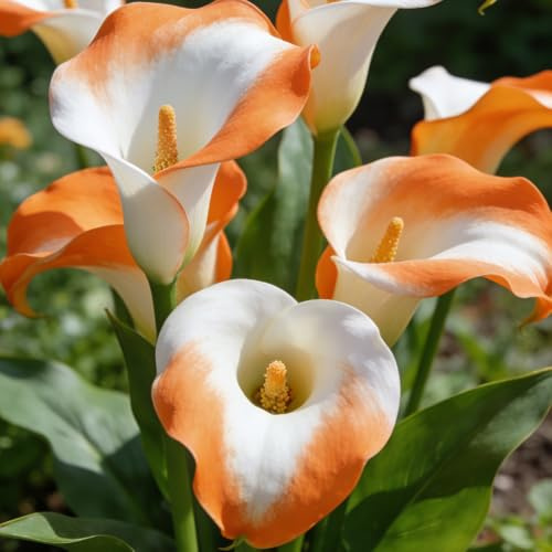 bulbi di calla, raro giardino sul balcone giardino interno da arredamento del soggiorno da balcone rialzato con letto interno roccioso serra 8pcs