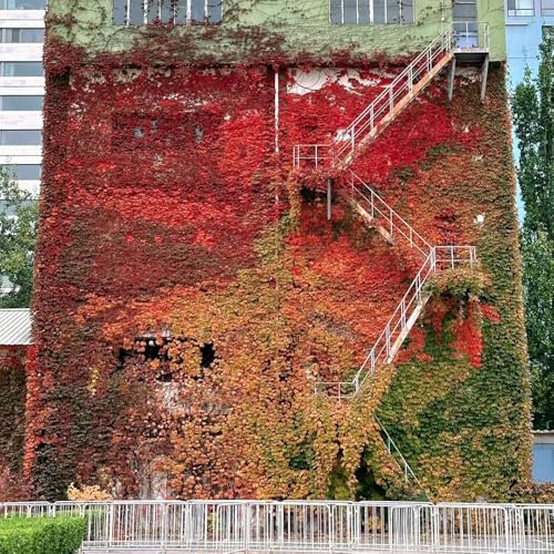 Wilder Wein Pflanze Samen, kletterpflanzen winterhart, deko pflanzen Wilder Wein Winterhart Schnellwachsend, seltene pflanzen, ranke kletterpflanzen rankpflanze stauden balkonpflanzen 300pcs