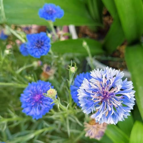 semi di fiordaliso perenni resistenti, esterno resistenti di per luoghi soleggiati recisi decorazione da giardino per esterni regali gli amanti 500pcs
